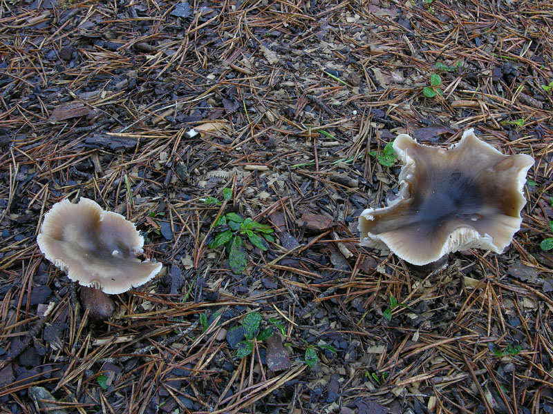 Nei boschi del mauretto..quando il gatto non c''�...